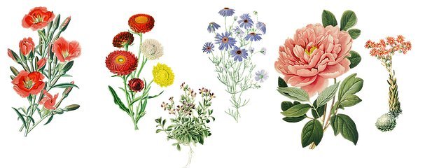 復古花卉靈感在家具設計中的優(yōu)雅綻放